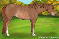 Horse Color:Chestnut Rabicano 