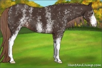Horse Color:White Spotted Liver Chestnut 