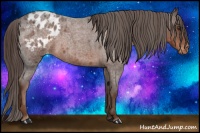 Horse Color:Liver Red Roan Appaloosa 