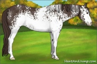 Horse Color:White Spotted Liver Chestnut Rabicano 