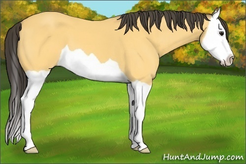Horse Color:Buckskin Splash