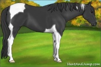 Horse Color:Black Tobiano 