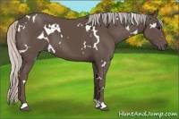 Horse Color:White Spotted Silver Black 