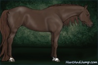 Horse Color:Liver Chestnut 