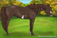 Horse Color:Liver Chestnut Frame 