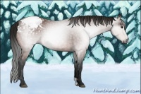 Horse Color:Gray Bay Appaloosa 