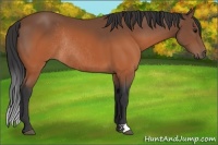 Horse Color:Brown Rabicano 