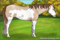 Horse Color:Bay Pearl Dun Splash Frame 