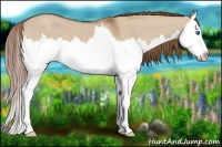 Horse Color:Red Dun Splash 