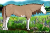 Horse Color:Red Dun Splash 