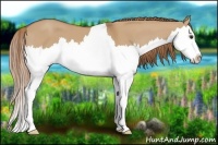 Horse Color:Red Dun Splash 