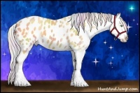 Horse Color:Nacre Silver Amber Cream Champagne Roan Tobiano Appaloosa 