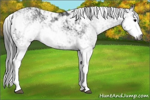 Horse Color:Gray Black Sabino Rabicano 