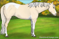 Horse Color:Palomino Dun Splash Tobiano