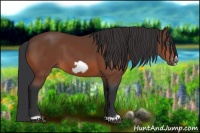 Horse Color:Bay Frame