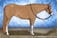 Horse Color:Chestnut Sabino 