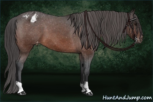 Horse Color: Bay Varnish 