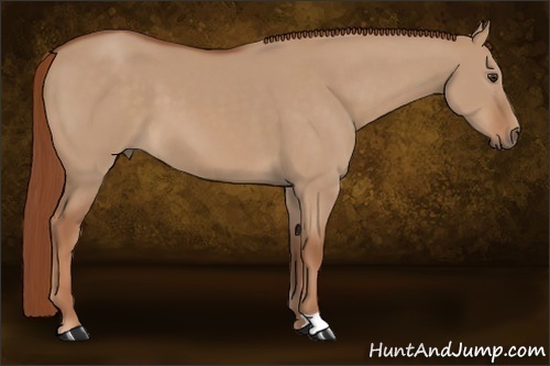 Horse Color:Red Dun 