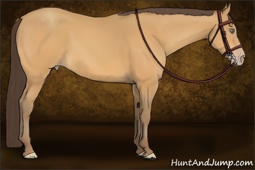 Horse Color: Sable Cream Champagne Sabino Rabicano 