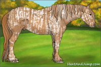 Horse Color:Brown Splash Tobiano Appaloosa  Brindle