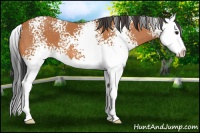 Horse Color:White Spotted Bay Splash 