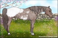 Horse Color:Bay Roan Snowcap 