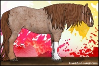 Horse Color:Red Roan 