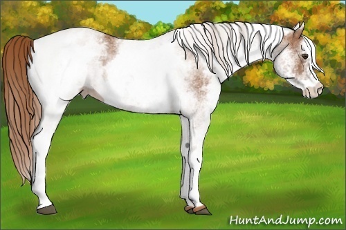 Horse Color:White Spotted Chestnut  Brindle