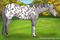 Horse Color:White Spotted Grullo Blanket Rabicano 