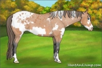 Horse Color:White Spotted Bay Frame Appaloosa