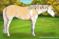 Horse Color:Palomino Splash 