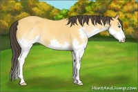 Horse Color:Buckskin Splash 