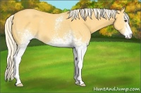Horse Color:White Spotted Palomino Sabino 