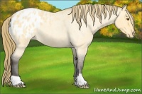 Horse Color:Buckskin Roan Dun Blanket 