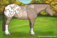 Horse Color:Sable Champagne Blanket 