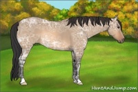 Horse Color:Bay Ice Dun