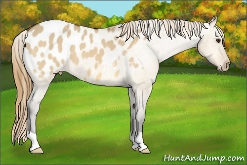 Horse Color: Buckskin Dun Blanket 