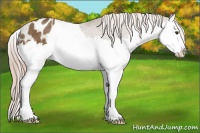 Horse Color:Chocolate Palomino Splash Appaloosa Rabicano