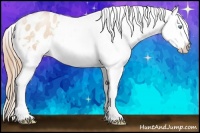 Horse Color:Gold Champagne Roan Pearl Splash Appaloosa 