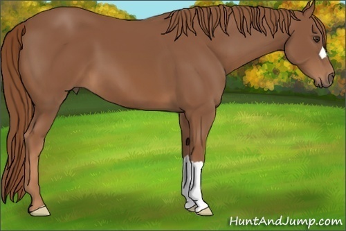 Horse Color: Unknown 
