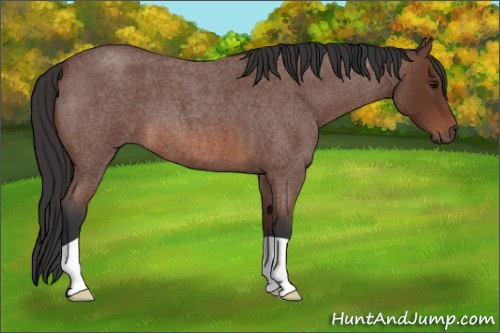 Horse Color: Bay Roan 