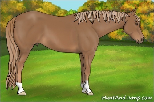 Horse Color: Unknown 