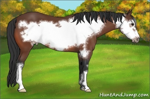 Horse Color: Unknown 