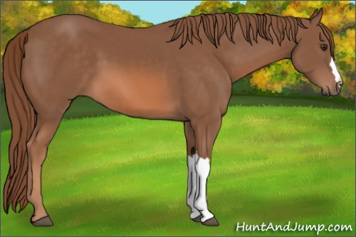 Horse Color: Chestnut 
