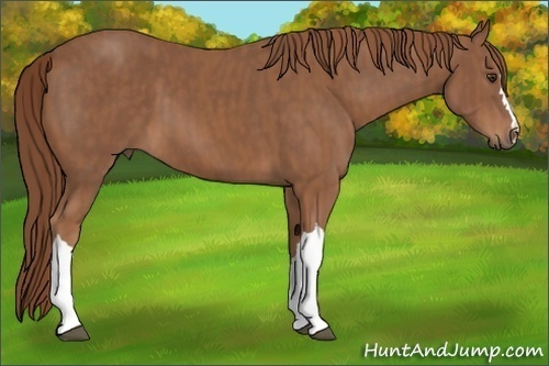 Horse Color: Chestnut  Brindle