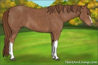 Horse Color:Chestnut  Brindle