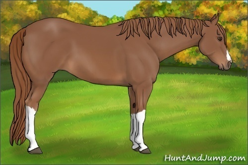 Horse Color: Chestnut 