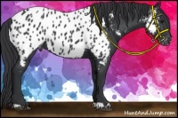 Horse Color:Black Appaloosa