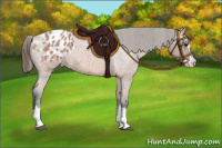 Horse Color:Bay Roan Splash Appaloosa