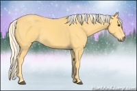 Horse Color:Palomino 